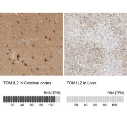 TOM1L2 Antibody, Novus Biologicals 25 &mu;L; Unlabeled:Antibodies, Polyclonal
